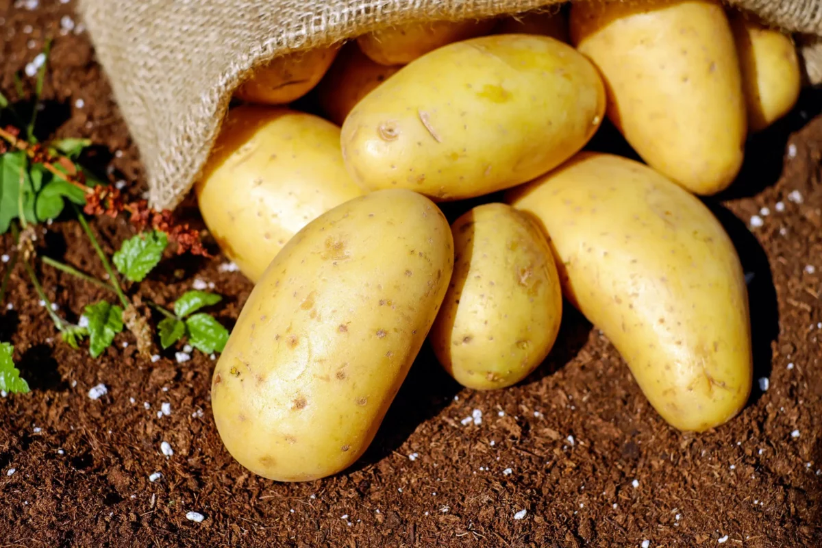 What is the longest way to store potatoes?